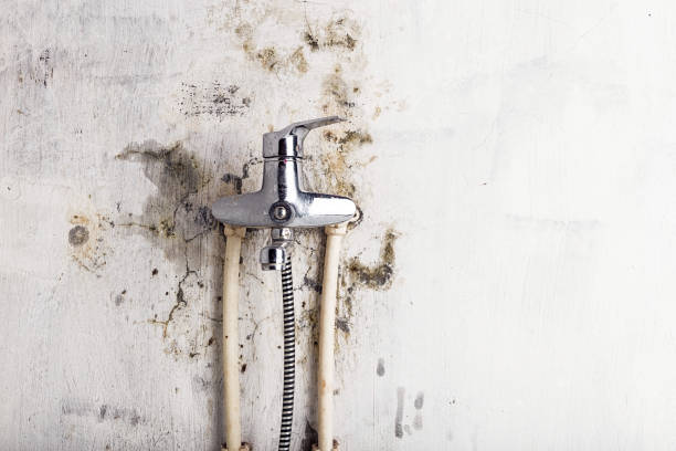 Best Residential Mold Removal  in Houma, LA