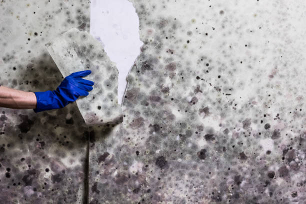 Best Black Mold Removal  in Houma, LA