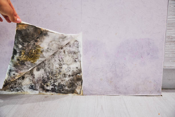 Mold Testing and Removal in Houma, LA